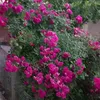 sub7analla_21