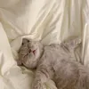dalgomturtlerabbit