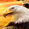 ayadalganm