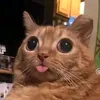 smugwarrior