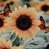 erin_sunflower_