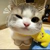 kysaa_ptry