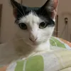 pedromudestoo