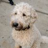 rubydoodle33