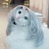 raiden_rose_the_cat