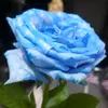 bandung419