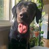 Eloise the Black Lab 👑