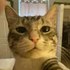 ilypiattot