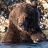 jarethebear1