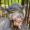 thelittlespottedpig