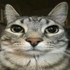 helo_2354