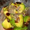 avocadoo351