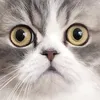 mushkunhakawaiiiiiii