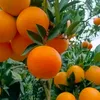 khannaveed105
