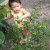 _vanthibaoyen