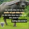 phandang382