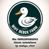 why_bebek_farm