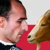 kubica.goat