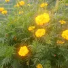 flor.calassa