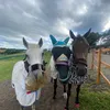 me_myhorses_andi