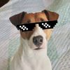 perro_gamer_scp