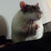 angy_rat