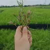 nguyenu06