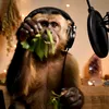caco, o macaco benzedeiro