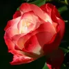 dywtn4bw8ktn3