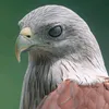userspnd1x75vh
