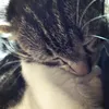 icecreamsadagat