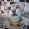 dani_sh161