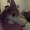 chmdmll_imoett