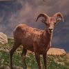 Williegoat357