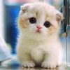 apetzone