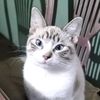 prissmeow