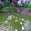 truonggiang600
