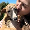 melonwhippet