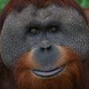 ORANGUTÁN