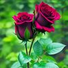 rahimmohammadi405