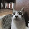 evilsquirrelking