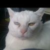 alexkillercat