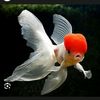 goldfish7236