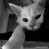 nt_thaor121