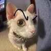 paocomovofodinha