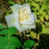 shaubo_hauleri