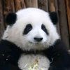 panda_13011