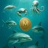 metfidaw