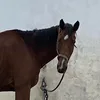 horse_riding009