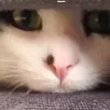 tomcio_ognisty123